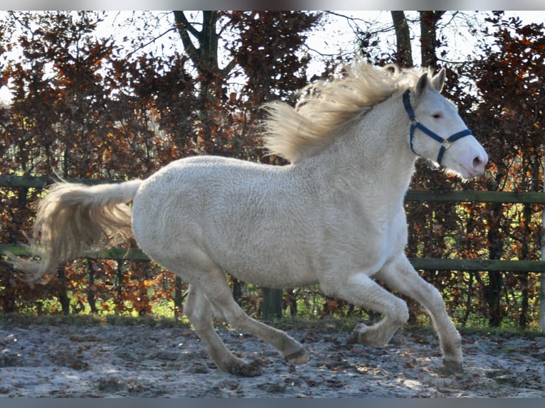 Cheval Curly Jument 5 Ans 158 cm Sabino in Bennekom