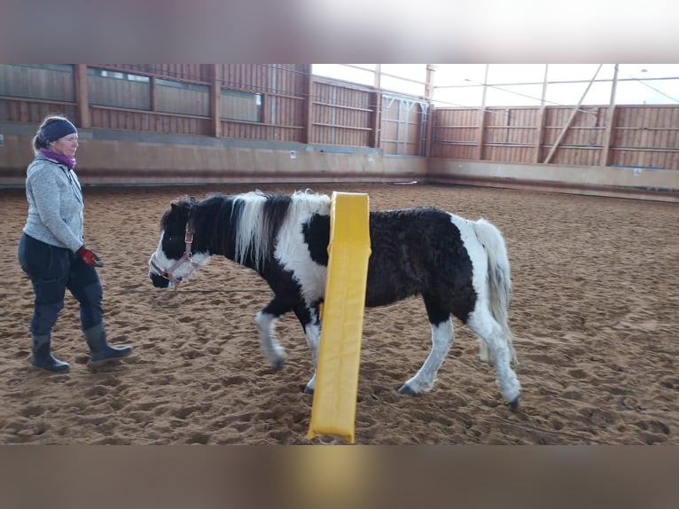 Cheval Curly Croisé Jument 6 Ans 124 cm Pinto in Elterlein