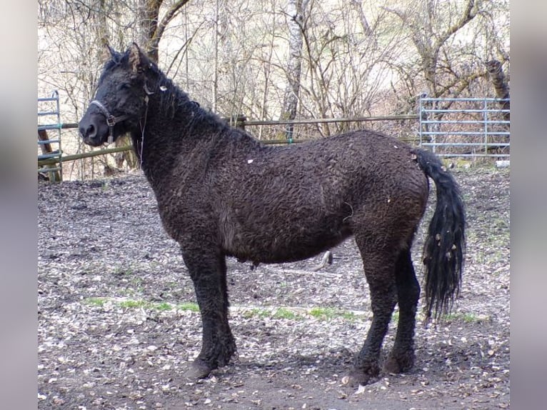 Cheval Curly Jument 6 Ans 136 cm Noir in Arnbruck