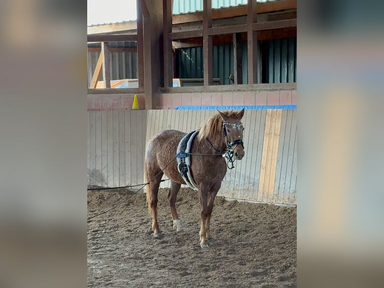 Cheval Curly Jument 6 Ans 146 cm Alezan in Rodgau