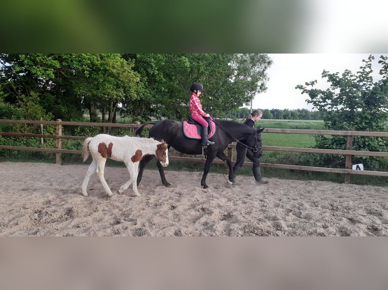 Cheval Curly Jument 6 Ans 147 cm Noir in Ruinen