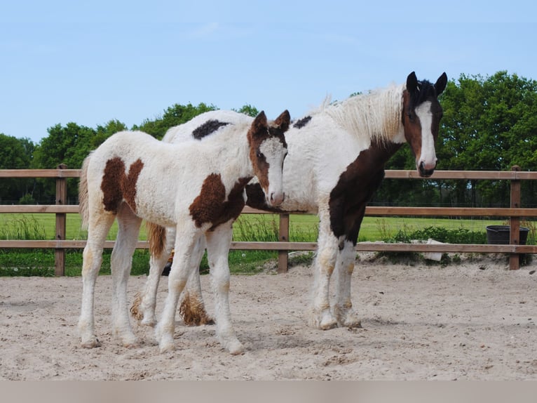 Cheval Curly Jument 6 Ans 147 cm Noir in Ruinen