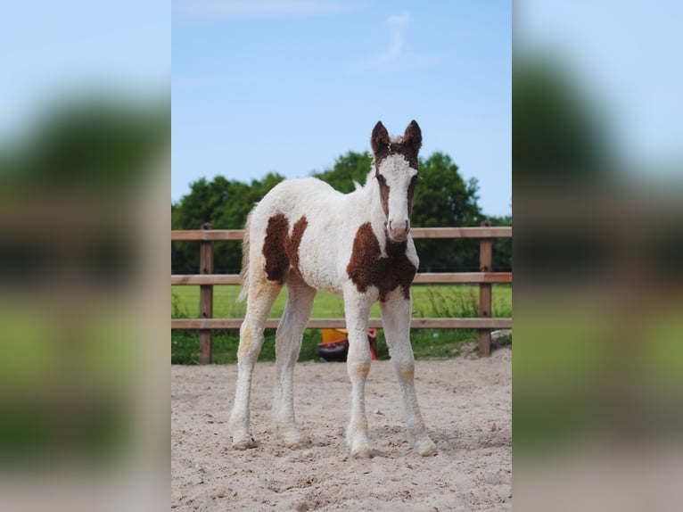 Cheval Curly Jument 6 Ans 147 cm Noir in Ruinen