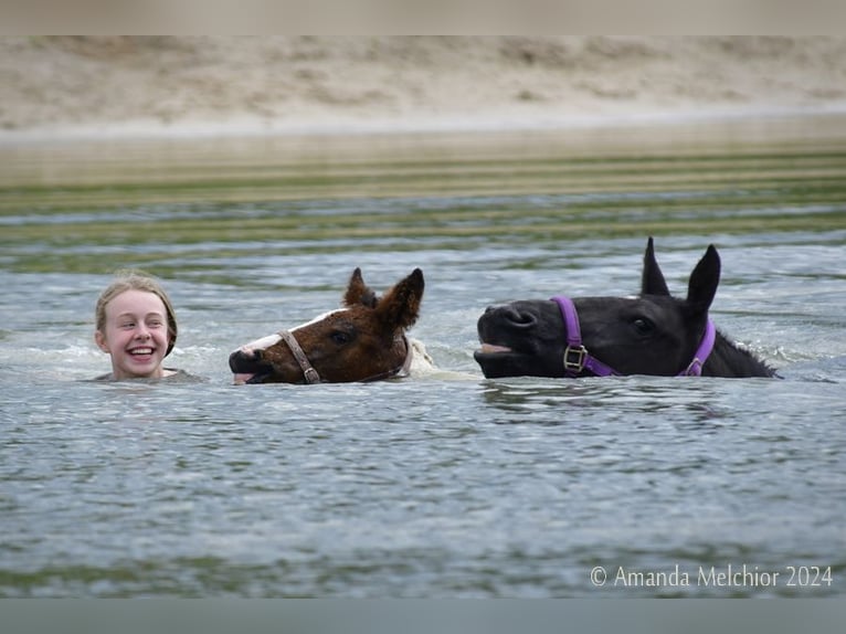 Cheval Curly Jument 6 Ans 147 cm Noir in Ruinen