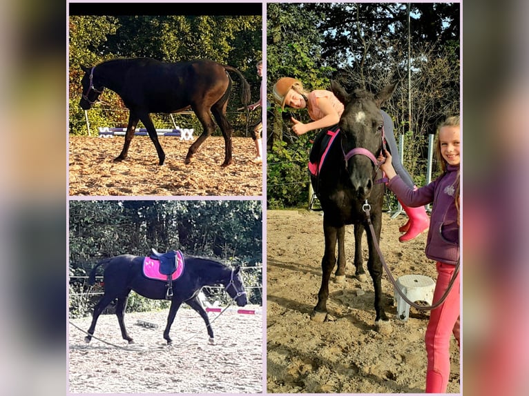 Cheval Curly Jument 6 Ans 147 cm Noir in Ruinen