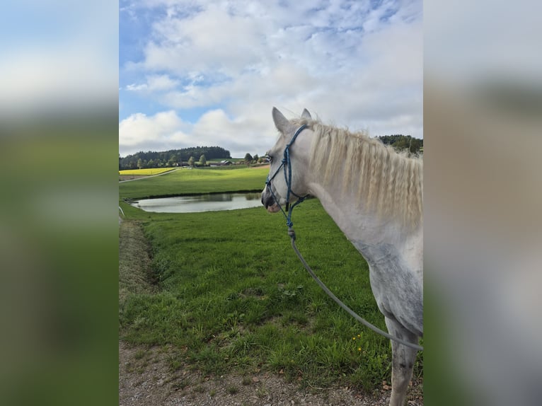 Cheval Curly Croisé Jument 6 Ans 148 cm Pinto in Aichtal
