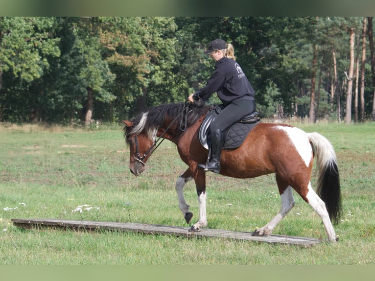 Cheval Curly Jument 6 Ans 149 cm Pinto in Ribbesbüttel