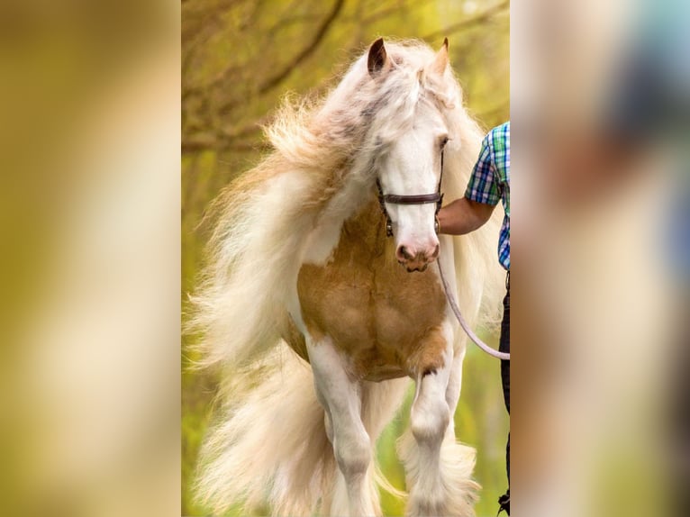 Cheval Curly Jument 6 Ans 150 cm Overo-toutes couleurs in Beemte Broekland