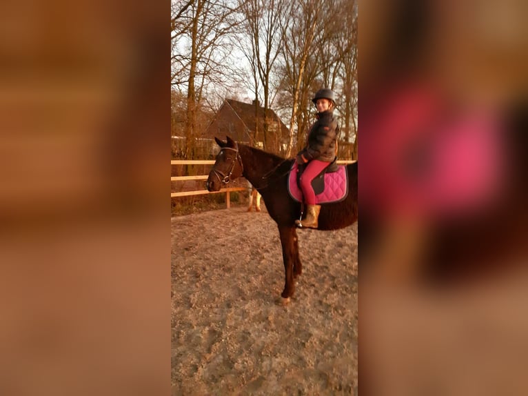 Cheval Curly Jument 7 Ans 147 cm Noir in Ruinen