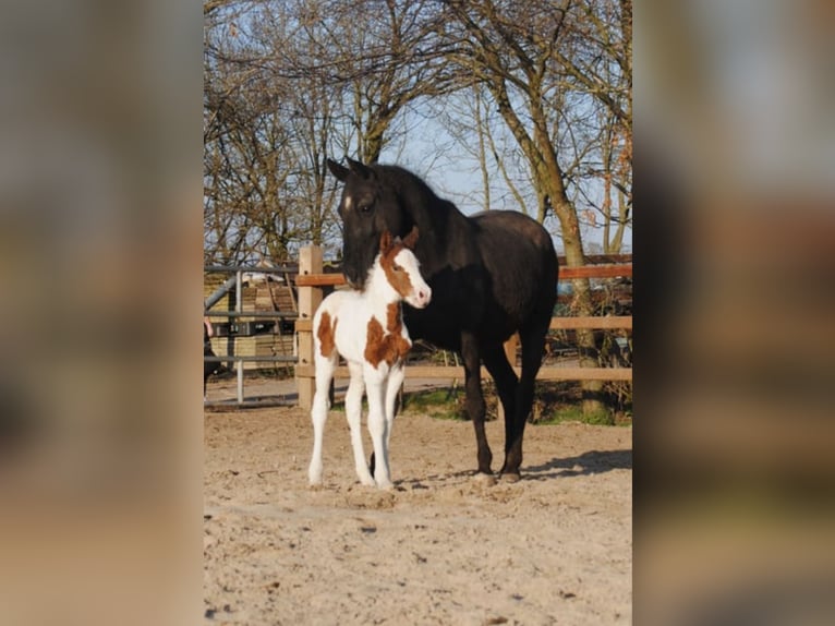 Cheval Curly Jument 7 Ans 147 cm Noir in Ruinen