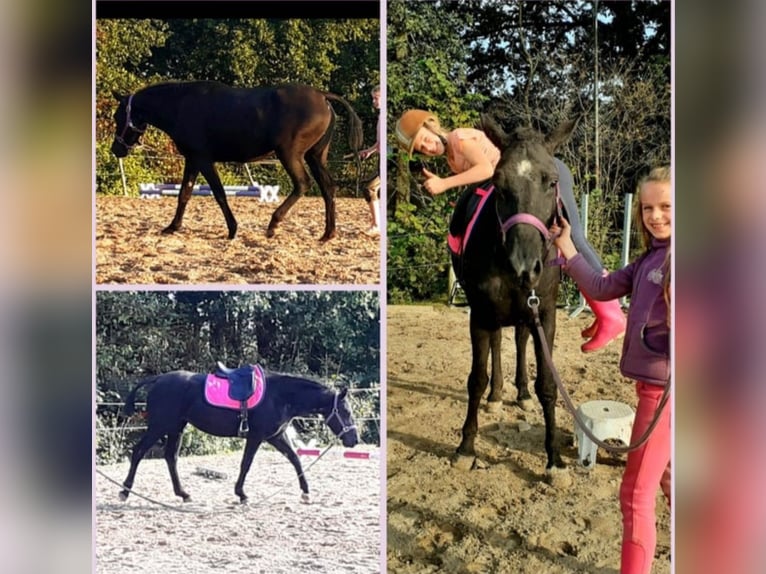 Cheval Curly Jument 7 Ans 147 cm Noir in Ruinen