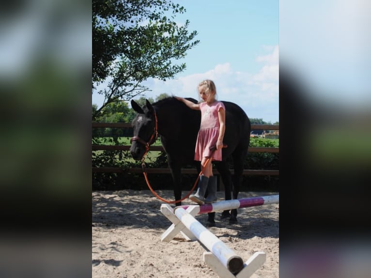Cheval Curly Jument 7 Ans 147 cm Noir in Ruinen