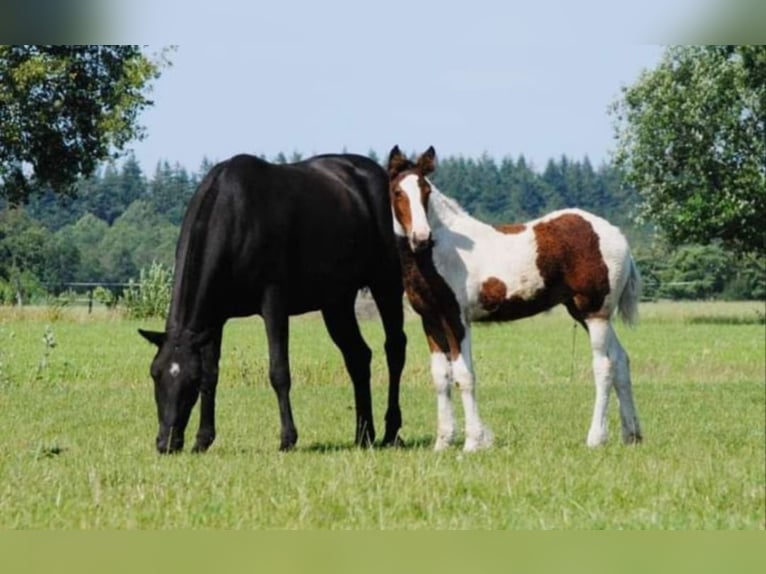 Cheval Curly Jument 7 Ans 147 cm Noir in Ruinen