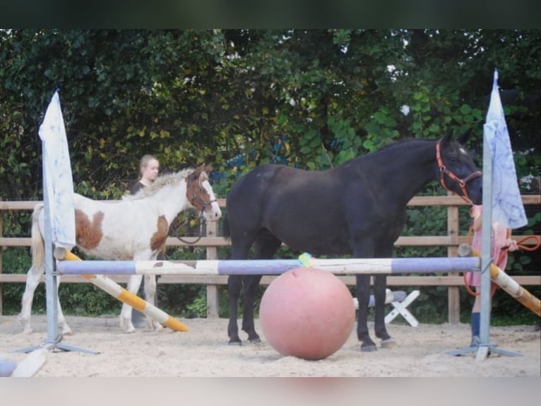 Cheval Curly Jument 7 Ans 147 cm Noir in Ruinen