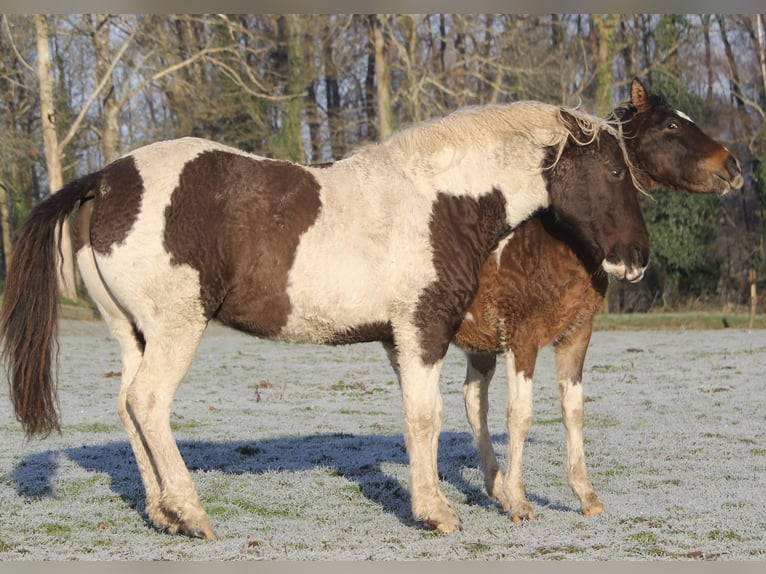 Cheval Curly Jument 7 Ans 155 cm Noir in Yseure