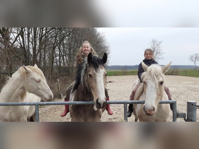 Cheval Curly Jument 8 Ans 158 cm Isabelle in Ruinenruinen