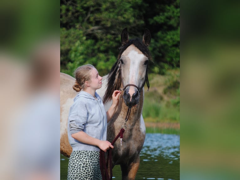 Cheval Curly Jument 8 Ans 158 cm Isabelle in Ruinenruinen