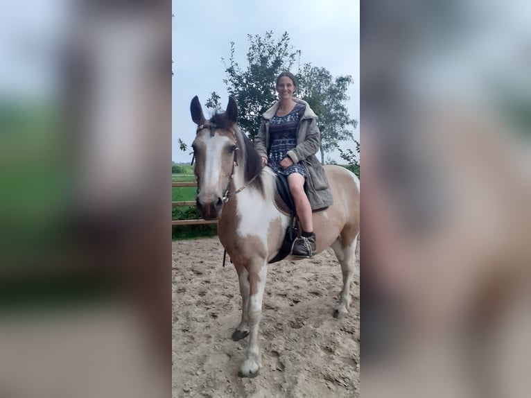 Cheval Curly Jument 8 Ans 158 cm Isabelle in Ruinenruinen