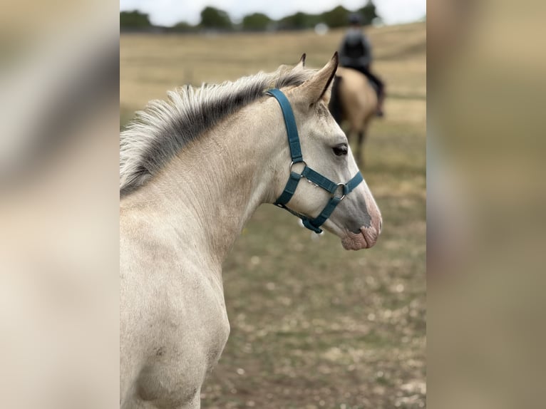 Cheval Curly Croisé Jument Poulain (04/2026) 160 cm Buckskin in Prague