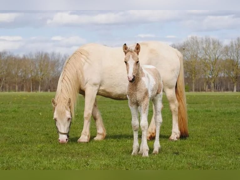 Cheval Curly Jument Poulain (03/2026) 160 cm Isabelle in Ruinen