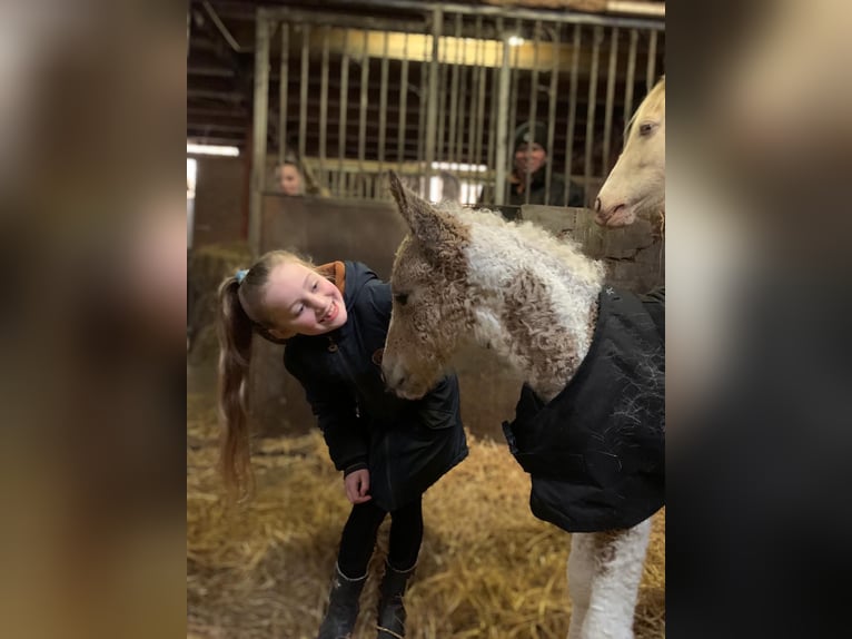 Cheval Curly Jument Poulain (03/2026) 160 cm Isabelle in Ruinen