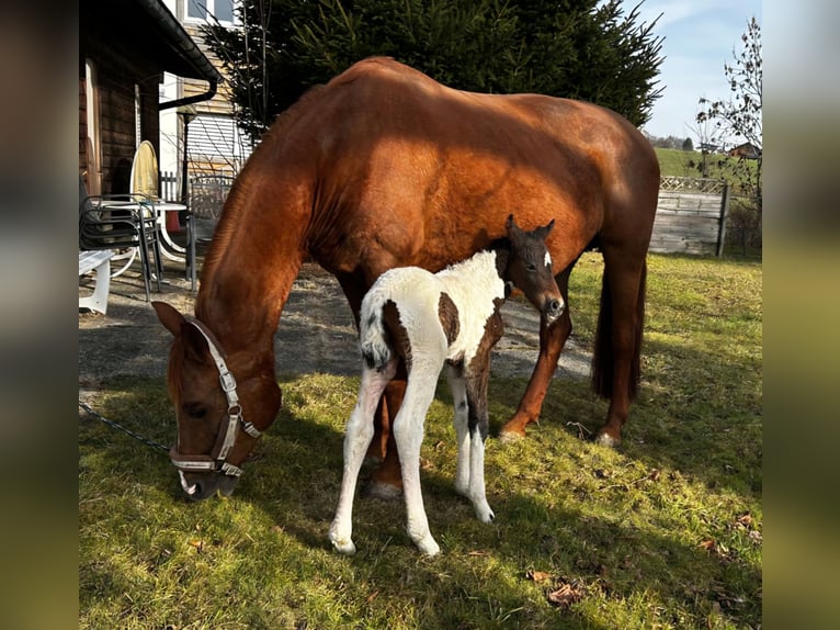 Cheval Curly Croisé Jument Poulain (02/2026) 164 cm Pinto in Alterswil FR