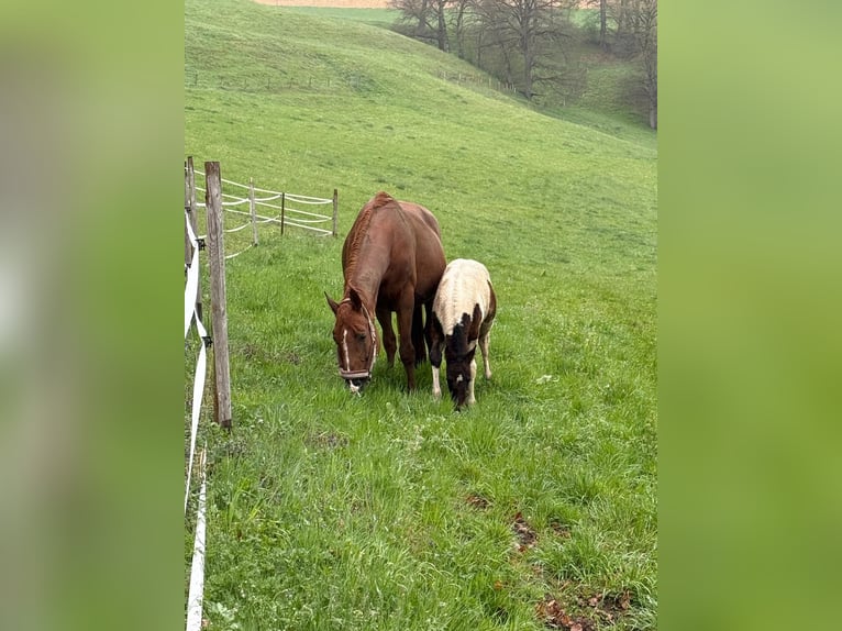 Cheval Curly Croisé Jument Poulain (02/2026) 164 cm Pinto in Alterswil FR