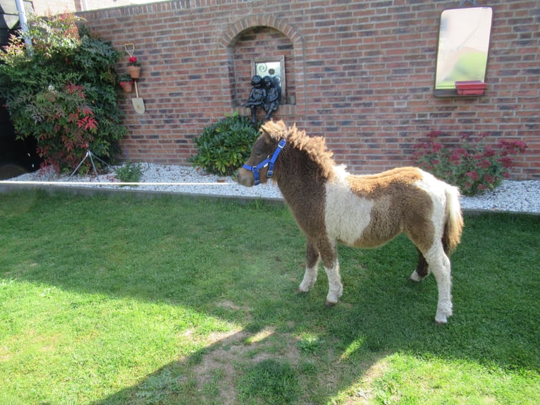 Cheval Curly Jument Poulain (05/2026)  in Neerkant