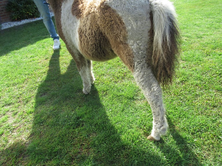 Cheval Curly Jument Poulain (05/2026)  in Neerkant