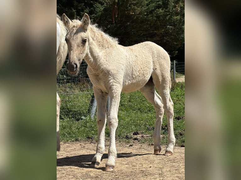 Cheval Curly Croisé Jument Poulain (05/2026) Palomino in Auvillars