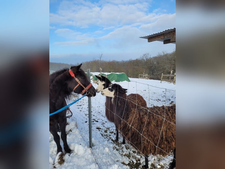 Cheval de Montagne Bosniaque Jument 11 Ans 133 cm Noir in Betzdorf