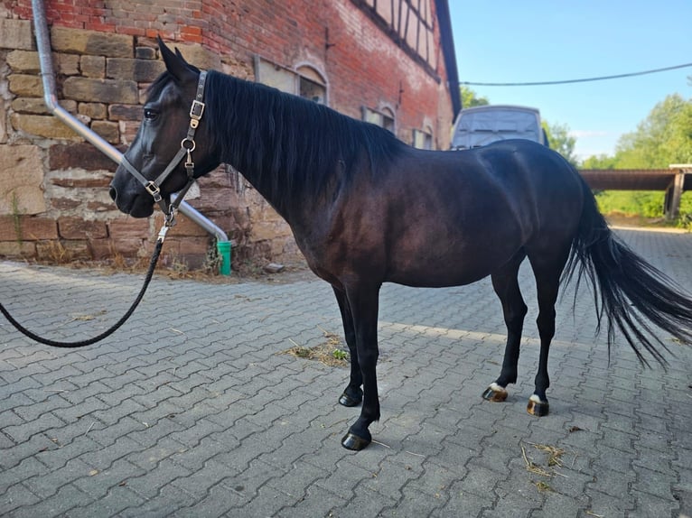 Cheval de Montagne Bosniaque Jument 6 Ans 140 cm Noir in Waiblingen
