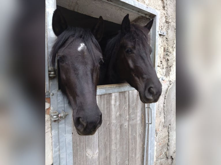 Cheval de Montagne Bosniaque Jument 6 Ans 140 cm Noir in Waiblingen