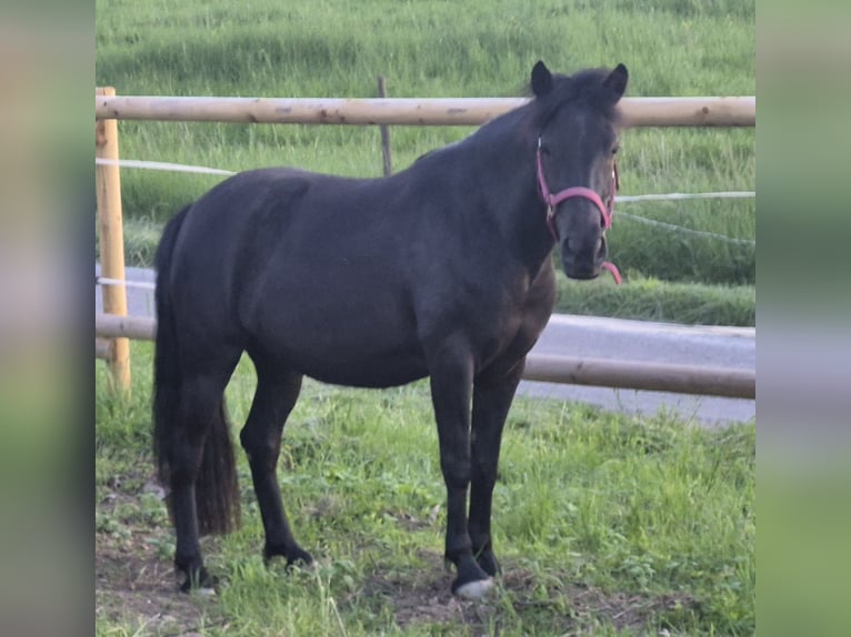 Cheval de Montagne Bosniaque Jument 6 Ans 140 cm Noir in Waiblingen