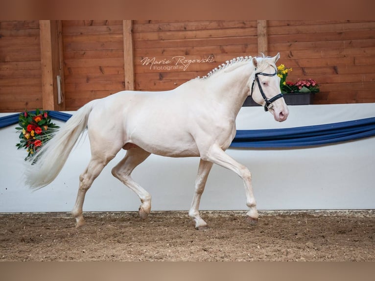 Cheval de selle allemand Étalon 16 Ans 160 cm Cremello in Beaumont-Pied-de-Buf