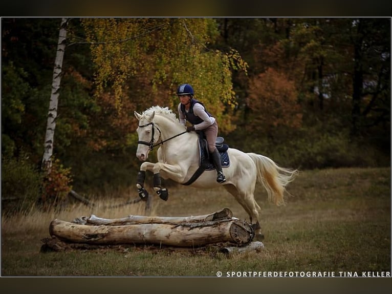 Cheval de selle allemand Étalon 16 Ans 160 cm Cremello in Beaumont-Pied-de-Buf