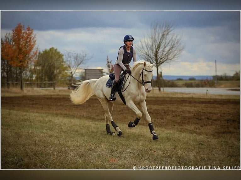 Cheval de selle allemand Étalon 16 Ans 160 cm Cremello in Beaumont-Pied-de-Buf