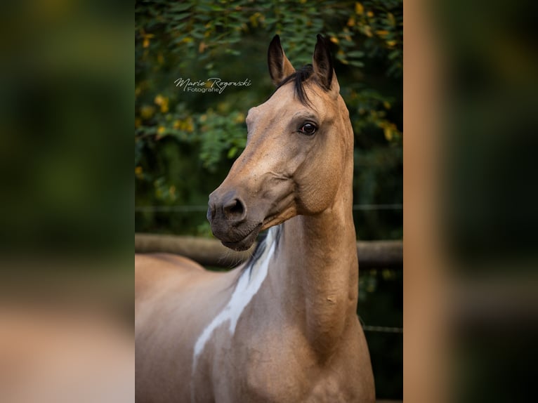 Cheval de selle allemand Étalon 19 Ans 165 cm Pinto in Beaumont-Pied-de-Buf