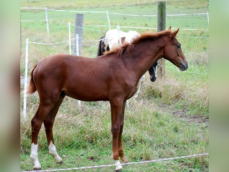 Cheval de selle allemand Étalon 1 Année 169 cm Alezan brûlé in Börde-Hakel OT Etgersleben