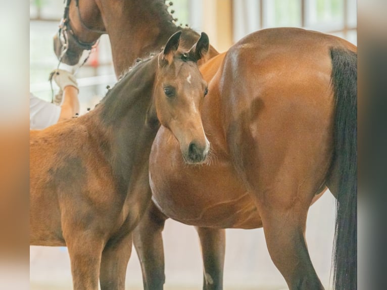 Cheval de selle allemand Étalon 1 Année 170 cm Bai in Naila