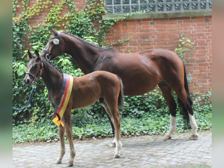 Cheval de selle allemand Étalon 1 Année 170 cm Bai in Naila