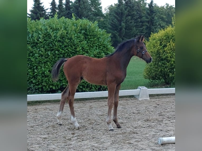 Cheval de selle allemand Étalon 1 Année 170 cm Bai in Naila