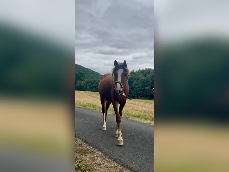 Cheval de selle allemand Étalon 1 Année Alezan in Wehretal