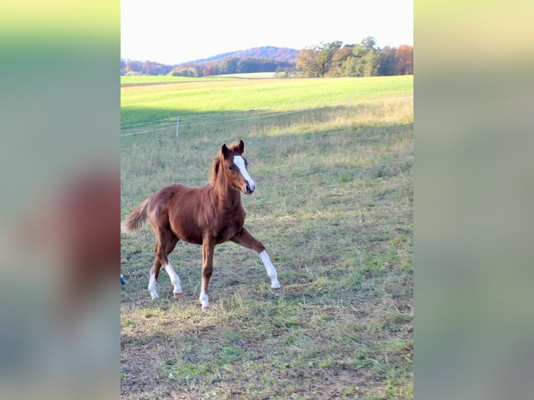 Cheval de selle allemand Étalon 1 Année Alezan in Wehretal