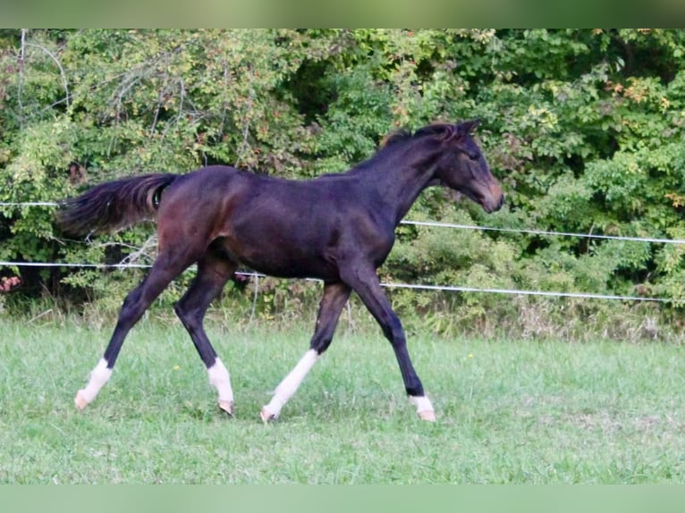 Cheval de selle allemand Étalon 1 Année Bai brun foncé in Meinhard