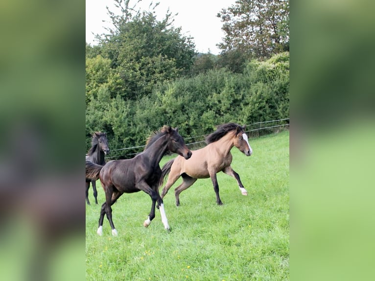 Cheval de selle allemand Étalon 1 Année Bai brun foncé in Meinhard