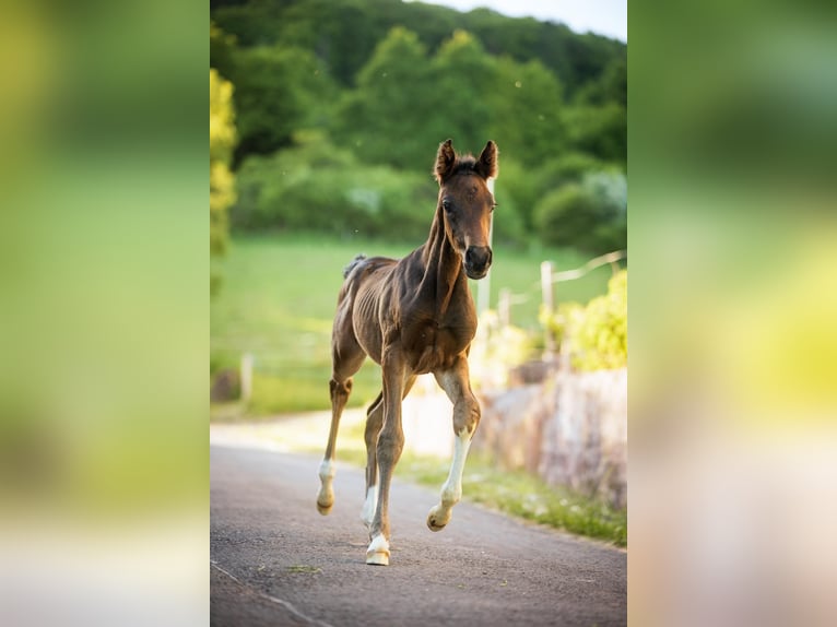 Cheval de selle allemand Étalon 1 Année Bai brun foncé in Meinhard