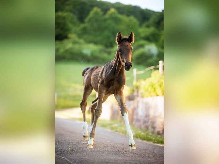 Cheval de selle allemand Étalon 1 Année Bai brun foncé in Meinhard