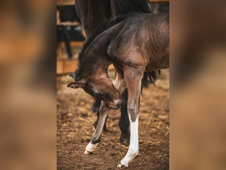 Cheval de selle allemand Étalon 1 Année Bai brun foncé in Meinhard