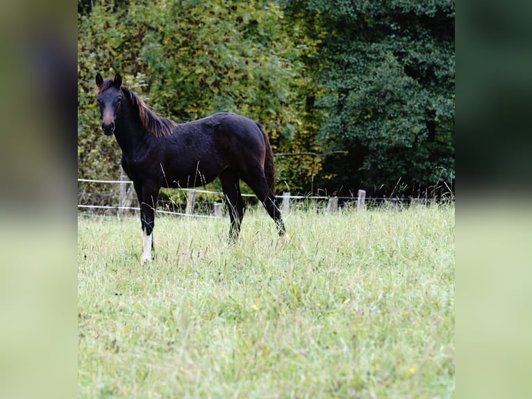 Cheval de selle allemand Étalon 1 Année Bai brun foncé in Wehretal